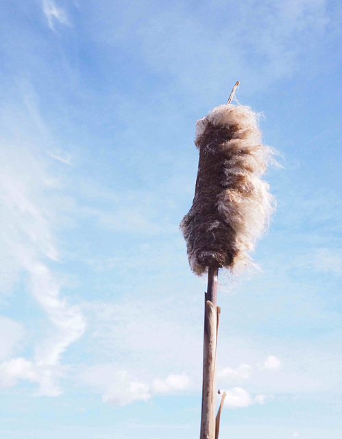 Cattail/Bullrush/Typha