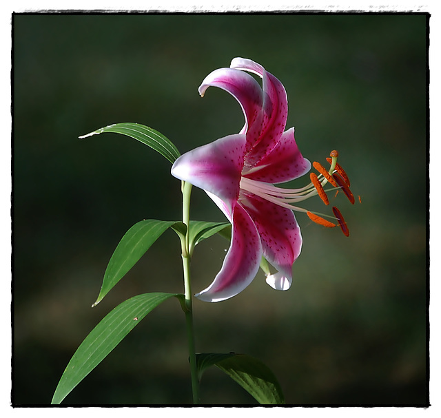 Oriental Lilly