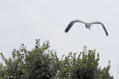 Im Flug erwischt! (Wilhelma)