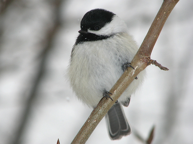 How much longer till spring?