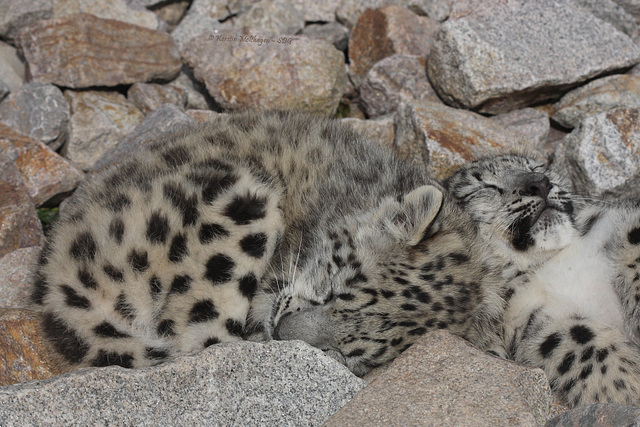 Schneeleopardenbaby (Zoo Karlsruhe)