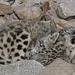 Schneeleopardenbaby (Zoo Karlsruhe)