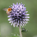 Ackerhummel und Kugeldistel (Wilhelma)