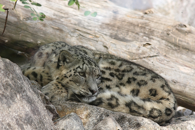 Papa Schneeleopard (Zoo Karlsruhe)