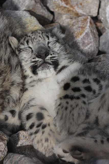 Schneeleopardenbaby (Zoo Karlsruhe)