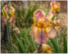 Pink Bearded Iris