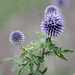 Schwebfliege und Kugeldistel (Wilhelma)