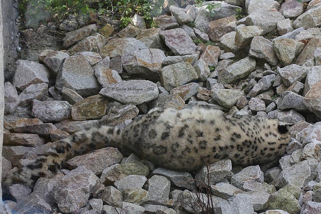 Mama Schneeleopard - gut getarnt (Zoo Karlsruhe)