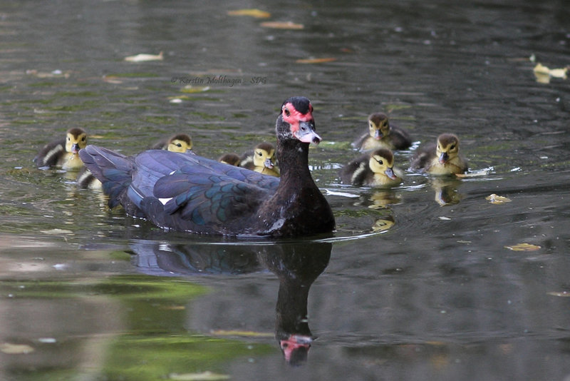 Die Bedrohung nähert sich - Drama am Elefantenpool IV (Zoo Karlsruhe)