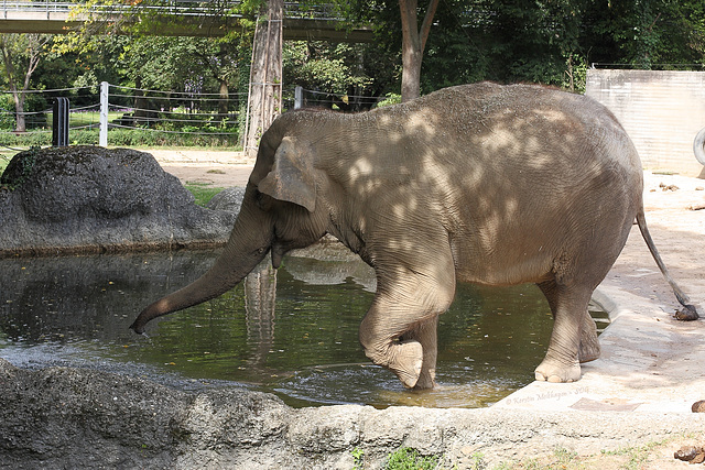 Feuer frei - Drama am Elefantenpool VI (Zoo Karlsruhe)