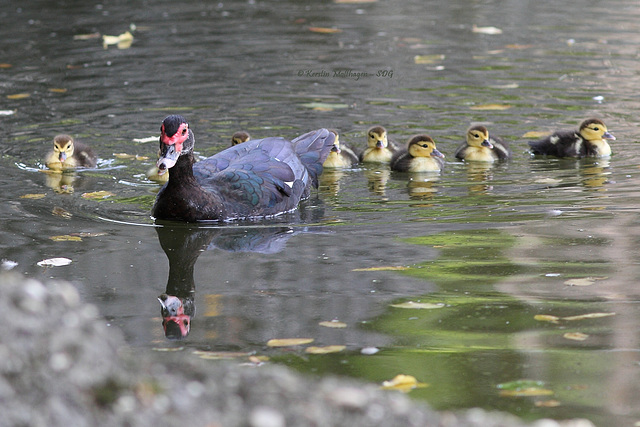 Rückzug - Drama am Elefantenpool VII (Zoo Karlsruhe)