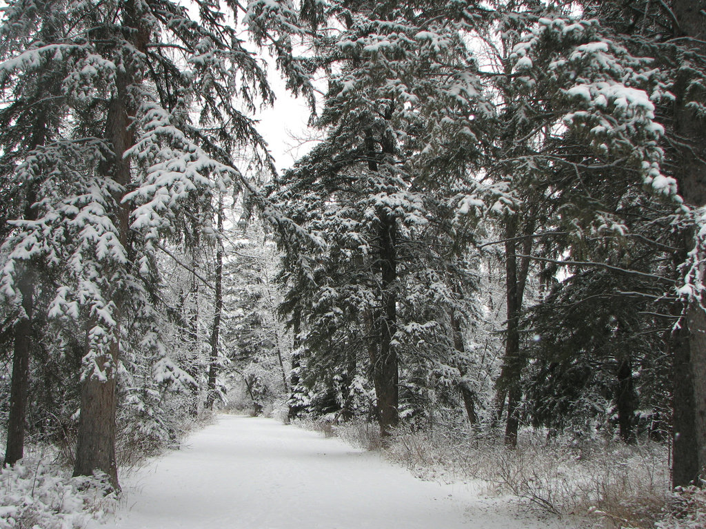 A walk in the park