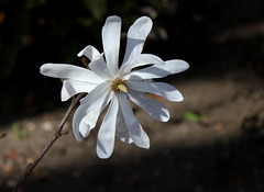 Magnolia stellata