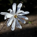 Magnolia stellata