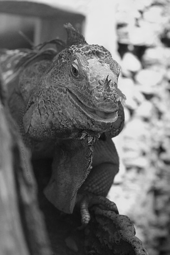 Grüner Leguan (Zoo Karlsruhe)