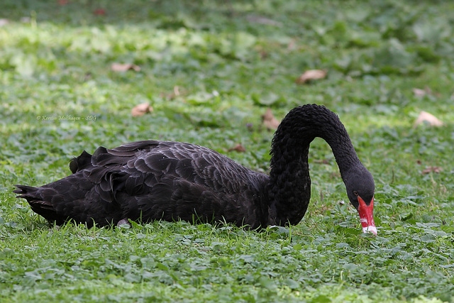 Zu Tische liegen (Zoo Karlsruhe)