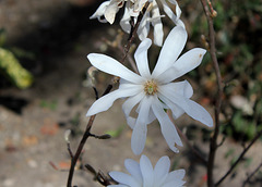 Magnolia stellata (4)