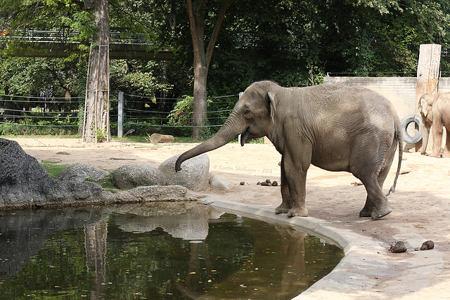 Beobachterin - Drama am Elefantenpool III (Zoo Karlsruhe)
