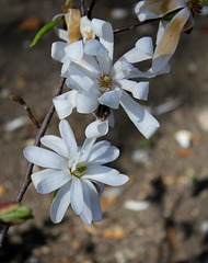 Magnolia stellata (5)