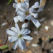 Magnolia stellata (5)