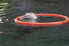 Ringelpietz mit Seehund III (Zoo Karlsruhe)