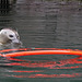 Und was spiel ich jetzt? - Ringelpietz mit Seehund VI (Zoo Karlsruhe)