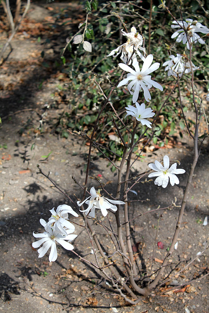 Magnolia stellata (3)