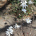 Magnolia stellata (3)
