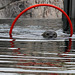 Ringelpietz mit Seehund I (Zoo Karlsruhe)