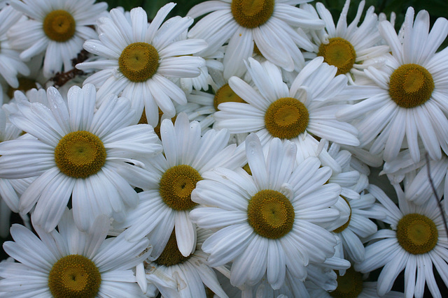 Abundance of Daisies