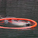 Ringelpietz mit Seehund V (Zoo Karlsruhe)