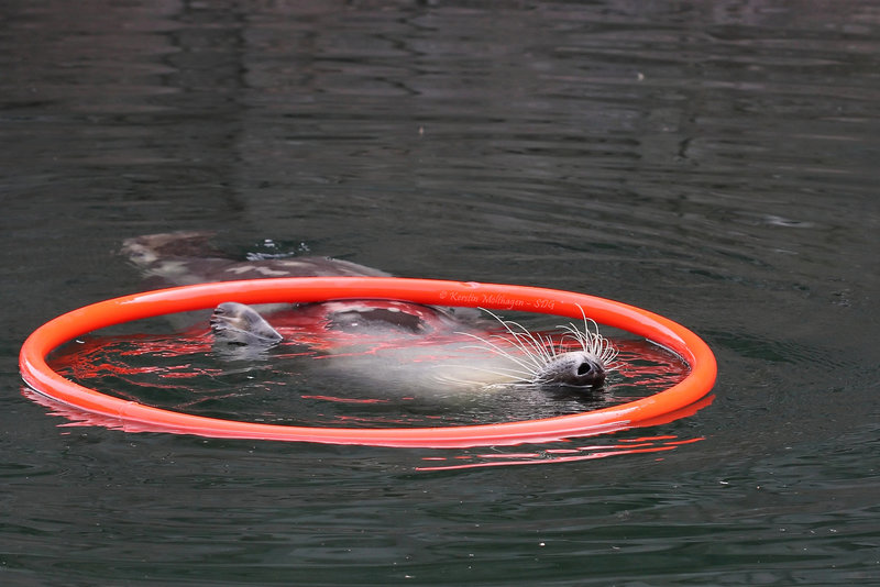 Ringelpietz mit Seehund V (Zoo Karlsruhe)