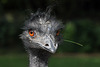 Emu (Zoo Karlsruhe)