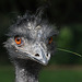 Emu (Zoo Karlsruhe)