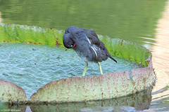 Teichhuhn auf einem Seerosenblatt (Wilhelma)