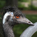 Emu (Zoo Karlsruhe)