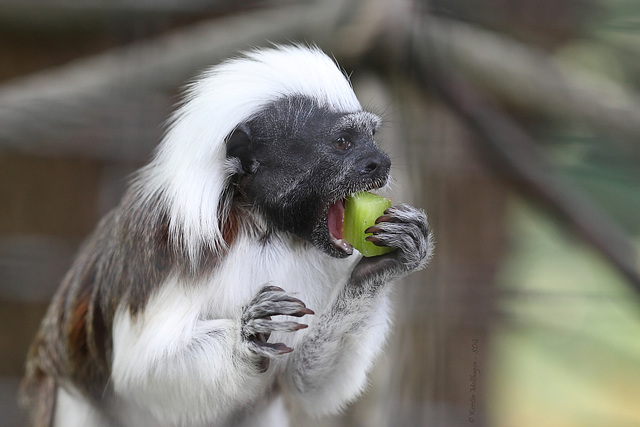 Lisztaffe (Zoo Karlsruhe)