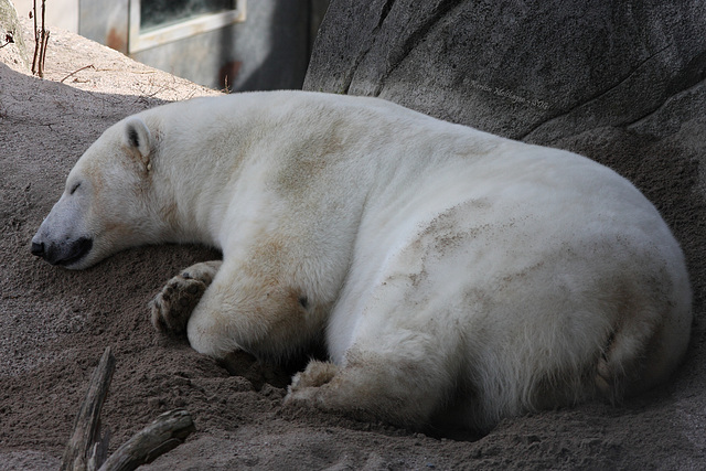 Schlafbär (Zoo Karlsruhe)