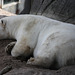 Schlafbär (Zoo Karlsruhe)