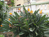 Teneriffa - Strelitzien(Paradiesvogelblume) in La Orotava