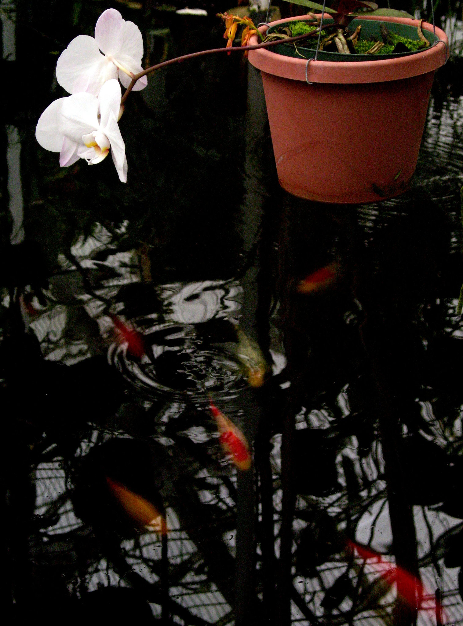 Koi with Hanging Orchid