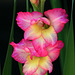 Gladiolus Flower
