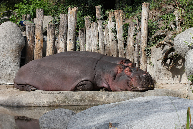 Schlafmützen (Zoo Karlsruhe)