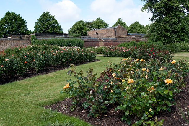 Rose garden