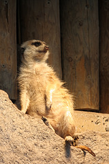 Erdmännchen (Zoo Karlsruhe)