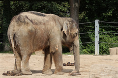 Elefantin Ilona (Zoo Karlsruhe)