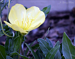 Yellow Evening Primrose