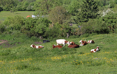 Le bonheur est dans le pré (3)