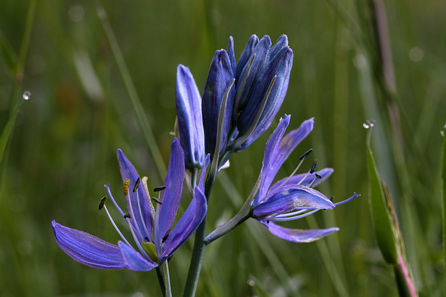 Common Camas