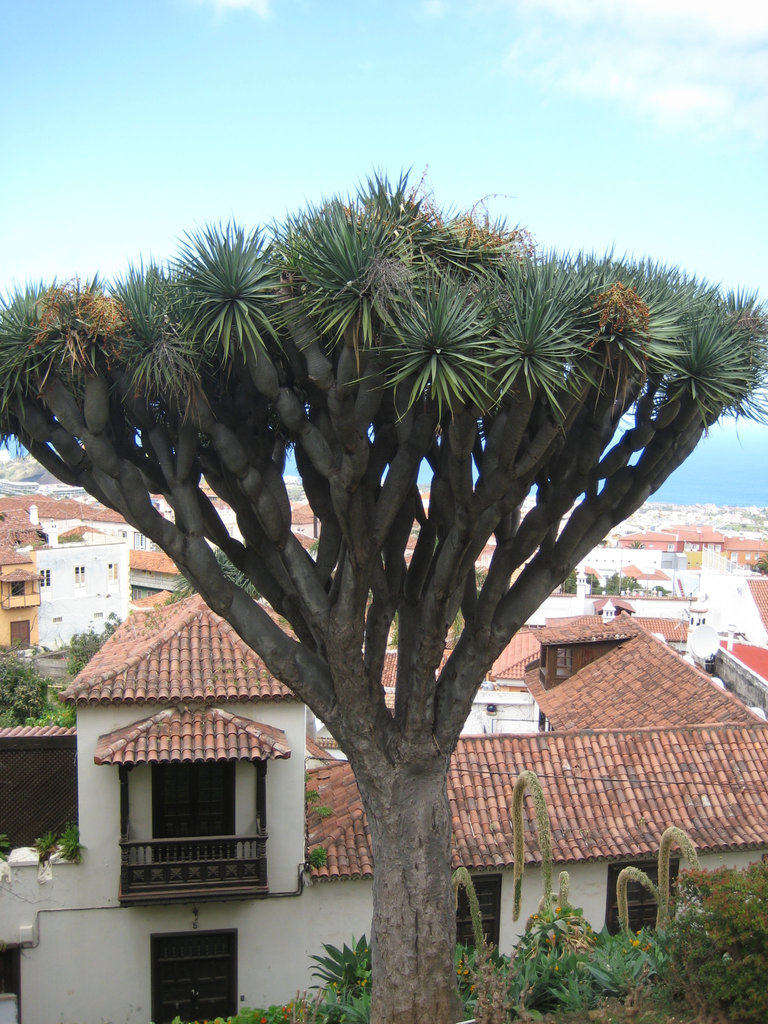 Teneriffa- Drachenbaum La Orotava